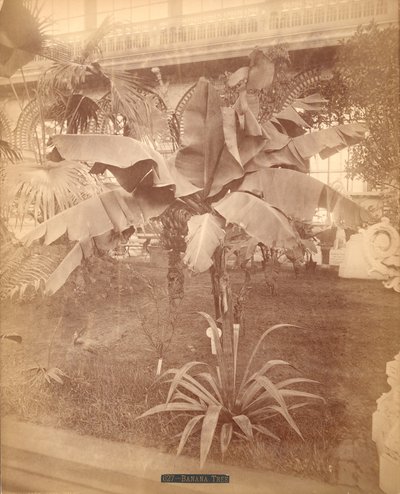 Banana Tree, Pennsylvania Centennial Exhibition, 1876 by American Photographer
